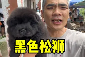 松狮犬现在流行小方体舌头必须是紫舌头视频封面