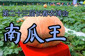 第23届长春农博会—南瓜王#相约2024长春农博会#农博会视频封面