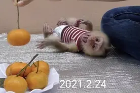 露娜小时候也会任性而为，撒泼又打滚的。主人为了流量，全认了视频封面