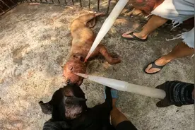 黑色比特犬对战黄色比特犬，同样都是母狗，黑狗直接把对方打服气视频封面
