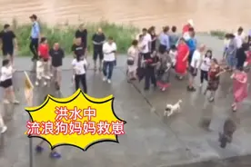 流浪狗妈妈洪水中救崽，绝不丢下一只小狗，真是太伟大了视频封面