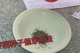 芹菜如何催芽？什么时候种植？时间和方法都在这里，快收藏视频封面