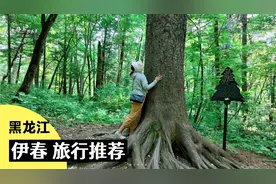 红松故乡：走进林都伊春，去原始森林呼吸最纯净的空气，洗洗肺视频封面