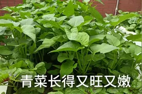楼顶种菜，青菜施什么肥长得快又嫩？施这种自沤肥水视频封面