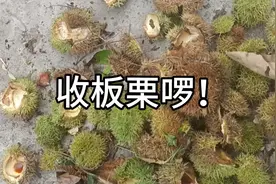 板栗吃好吃，收的时候太多刺，太扎手了，