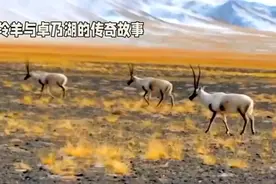 神秘的卓乃湖，神奇的藏羚羊视频封面