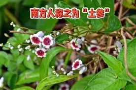 鸡屎藤—独具“味”力。药食方面的价值却光芒毕露，您了解吗？视频封面