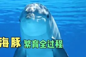 海豚繁殖和人类及其相似，前戏极长，过程却只有数秒#纪录片视频封面