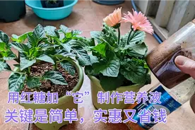 红糖加“啤酒”在家制作营养液，比买的肥料更管用，花都长疯了。