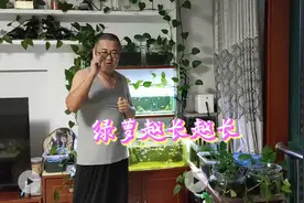 鱼缸里养绿萝，比水草还漂亮，比硝化细菌还管用，如何越长越长？视频封面