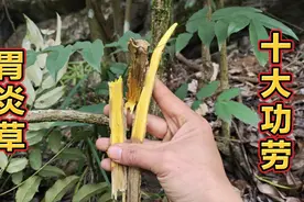 农村山里的“胃炎草”也叫十大功劳，市场上一斤几百元，赶紧认识视频封面