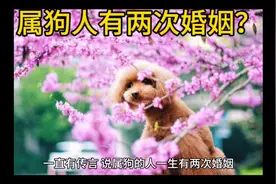 属狗的人一生会有几段感情视频封面