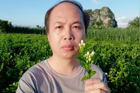 我的家乡横州市，又名茉莉花之都，全国80%以上茉莉花都产自这里视频封面