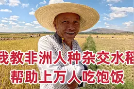 湖南大叔扎根非洲17年，教非洲人种杂交水稻，帮助上万人吃饱饭视频封面