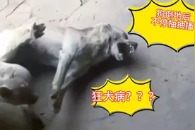 白狗突然倒地抽搐，模样痛苦不堪，真是太可怜了视频封面