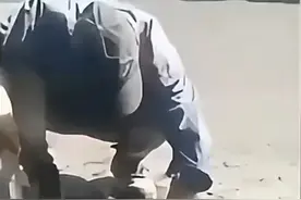 我作死不会死视频封面