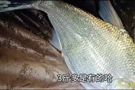 20度夏天的贵阳欢迎你，又给兄弟们在乌江找到停车就钓的好位置了视频封面