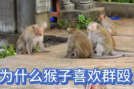 探秘猴子间的争斗：冲突背后的真正原因视频封面