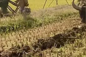 古代没有污染，所用食物全是纯天然 为什么古人的寿命短？视频封面