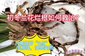 初冬兰花烂根如何救治？只需3点，生根快，简单实用视频封面