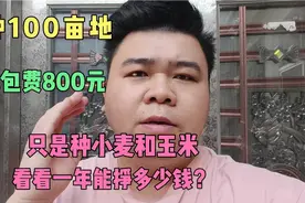 种100亩地，承包费800元，只种小麦和玉米，看看一年能赚多少钱？视频封面