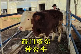 西门塔尔紫红花确实漂亮，被养牛人一眼看中，拉回牛场做种牛视频封面