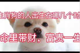 生肖狗的人出生在哪几个时辰，命里带财，富贵一生视频封面