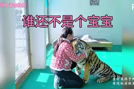 老虎生病，只能饲养妈妈亲手给它打针，老虎躲到妈妈怀抱撒娇不停视频封面