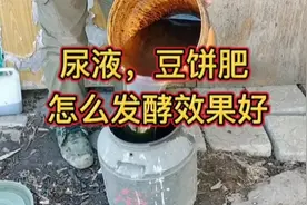 尿液和饼肥怎么发酵效果好？试试这个方法，生根壮秧肥效还好
