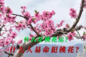 什么是“桃花运”？ 什么人容易命犯桃花？视频封面