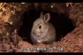 兔子的故事