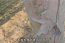 扒松树皮做点熏香，今天我值殿给祖师看门，没人前来很安静。视频封面