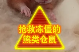 抢救冻僵的熊类仓鼠，仓鼠伪冬眠视频封面