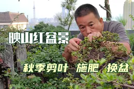 映山红盆景秋季怎样剪叶施肥与换盆