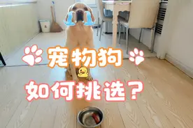 拉布拉多不听话是如何教导的，跟我学。视频封面