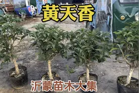 楼房阳台种植桂花，首选天香台阁视频封面