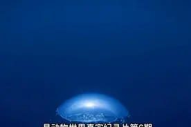 117. 动物世界：海中巨兽，探索海洋深处不为人知的秘密视频封面