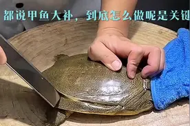甲鱼大补，如何处理是关键！视频封面