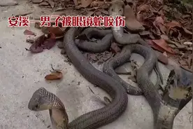 泉州安溪眼镜蛇咬伤事件：夏季防蛇警钟，自救与救治知识需谨记视频封面