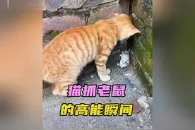 猫咪抓老鼠的高能瞬间，萌翻天啦！🐱🐭视频封面
