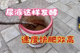尿液别直接用，加两样东西发酵10天就能用，比任何化肥都好用视频封面
