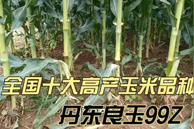 全国十大高产玉米品种，良玉99Z，抗倒伏第一名，密植米质好。视频封面