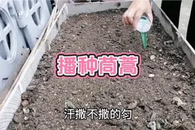 楼顶小菜园，茼蒿种子按这几步来播种，出苗快又齐，来看看？视频封面
