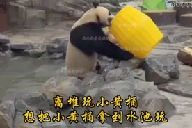 粘人离堆玩小黄桶，把小黄桶拖到水池玩，玩好了还知道把桶晾干视频封面