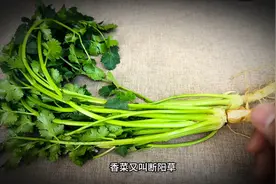不吃香菜为哪般？ 香菜视频封面