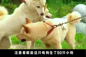 狗妈一口气生了50只小狗，但一直没找到狗爸是谁，调查结果很意视频封面