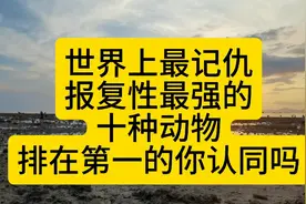 世界上最记仇报复性最强的十种动物，排在第一的你认同吗？视频封面