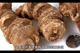 揭秘：名贵中草药“重楼”的药用价值及生长环境。视频封面