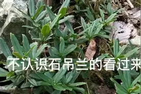 不认识石吊兰的看过来