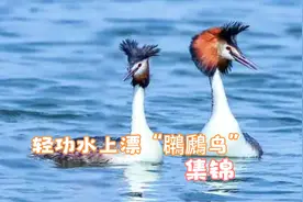 盘点江湖外号“轻功水上漂”的水鸟，（鸊鷉）百闻不如一见视频封面